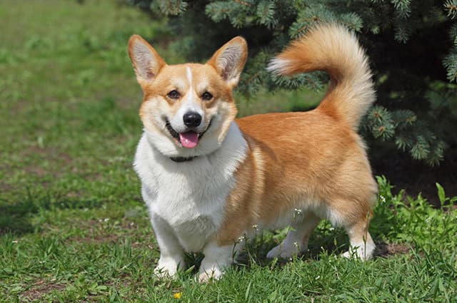 Moda Welsh Corgi Pembroke