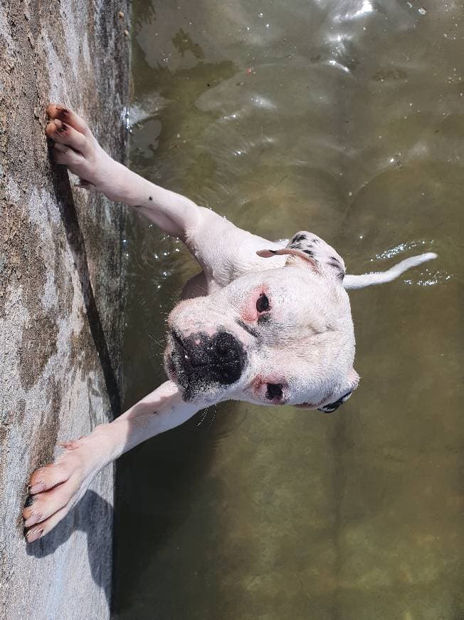 Fashion Mi perro subiendo las escaleras de la piscina👏👏