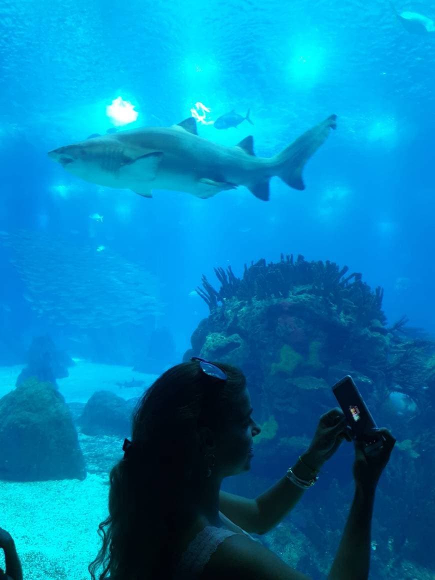 Lugar Oceanário de Lisboa