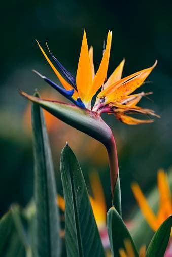 Producto Strelitzia reginae