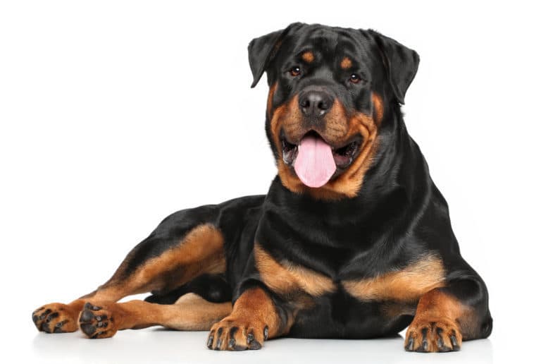 Fashion Rottweiler 