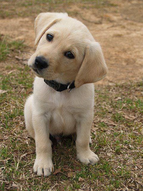 Fashion Labrador