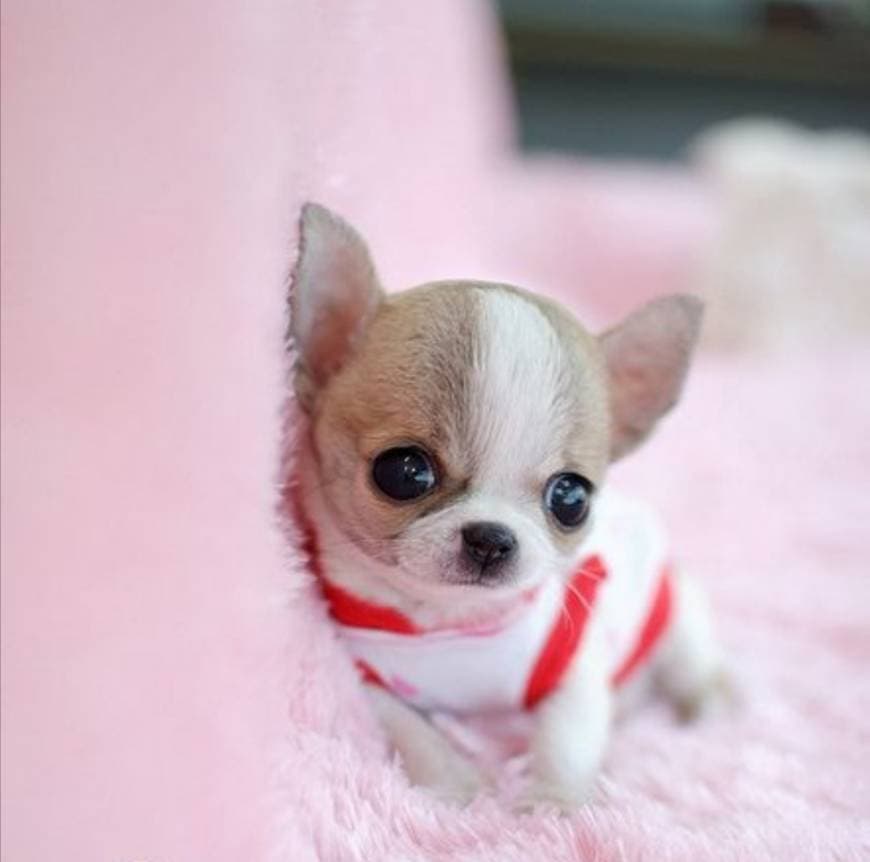 Fashion Chihuahua