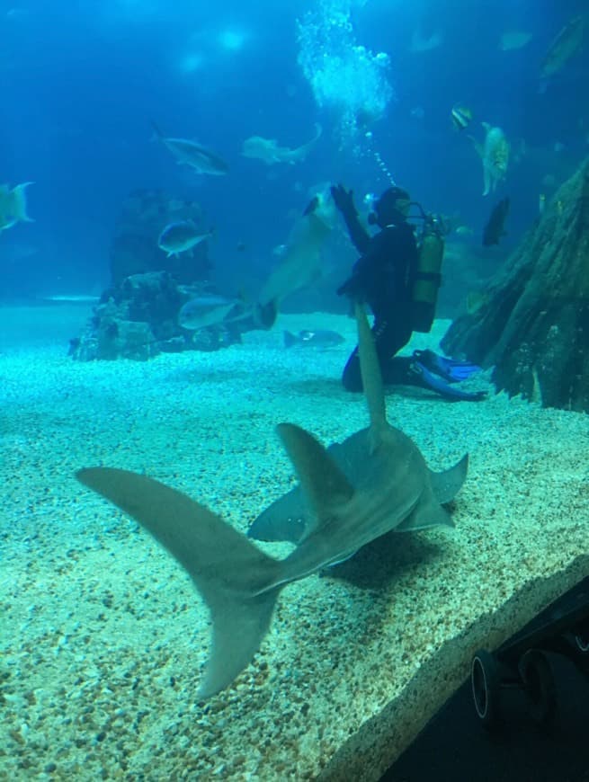 Place Oceanario de Lisboa