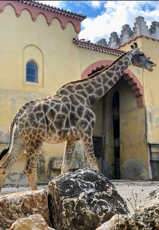 Place Jardim Zoológico