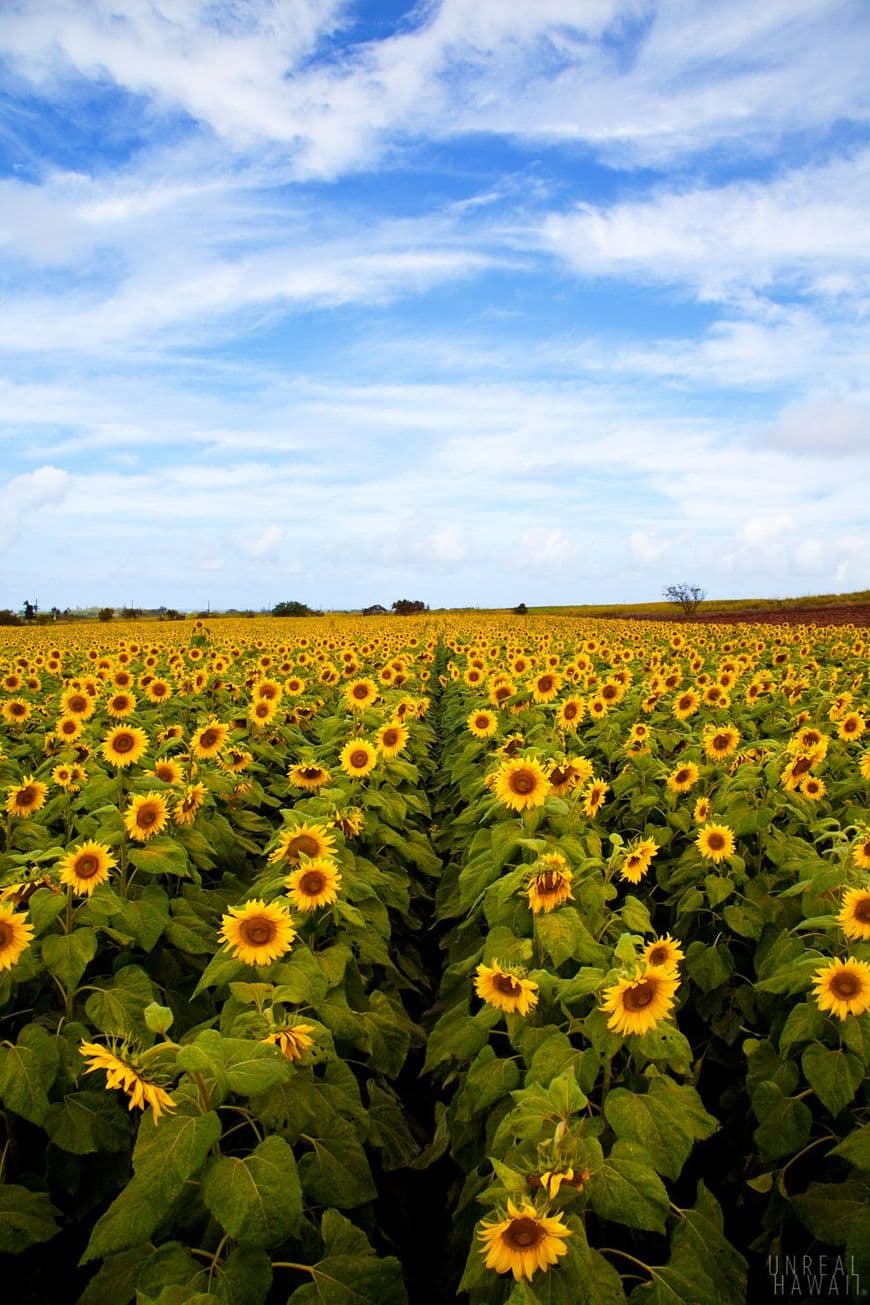 Place Waialua Sunflowers Farm