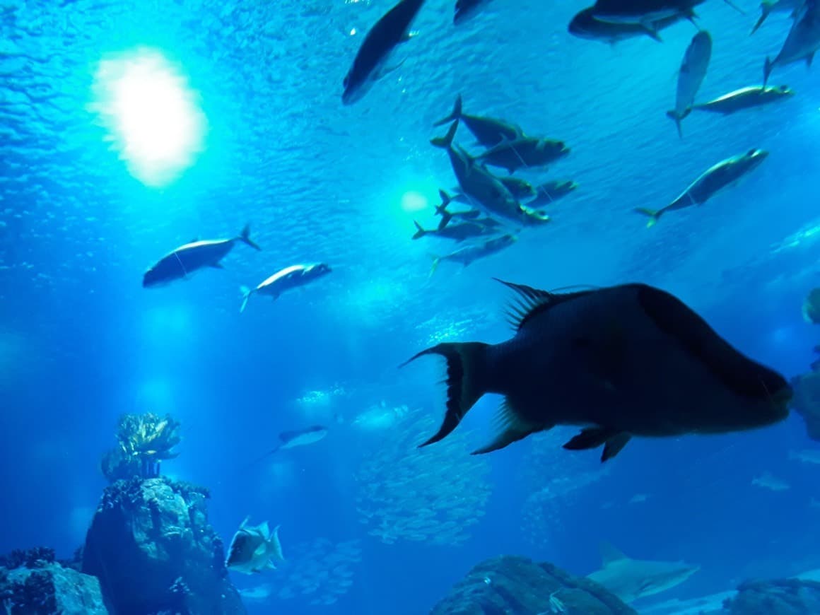 Place Oceanario de Lisboa