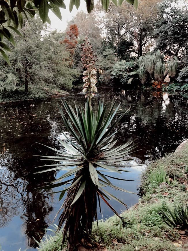 Place Parque de Serralves