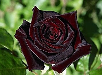 Fashion Rosa Black Baccara