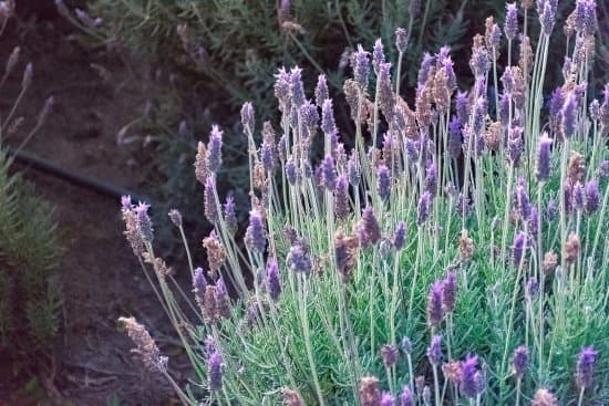 Fashion Lavanda