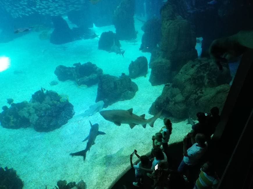 Lugar Oceanário de Lisboa