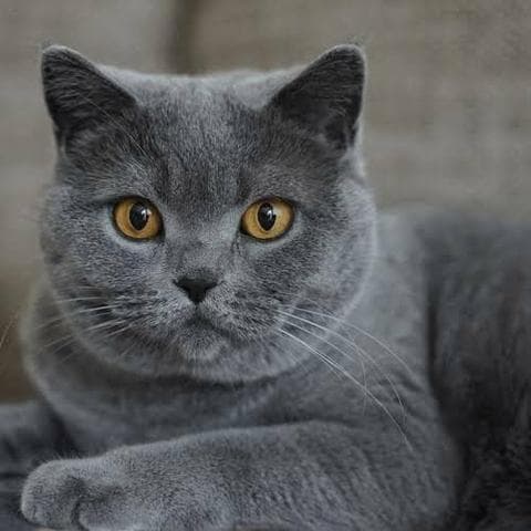 Fashion Gato Chartreux