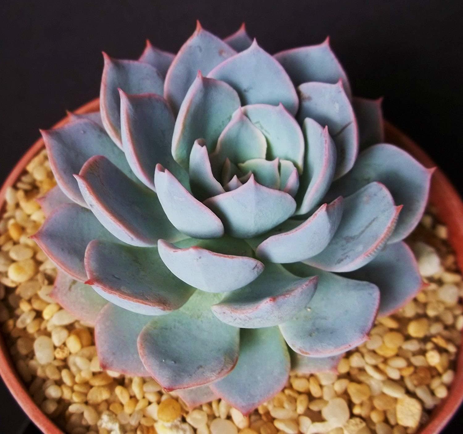 Moda - Echeveria 