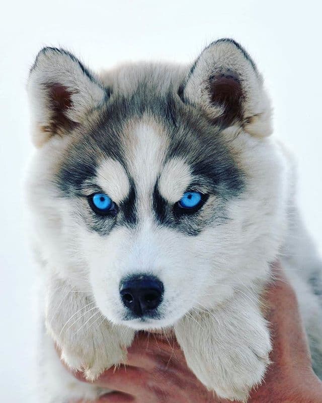 Moda - Husky