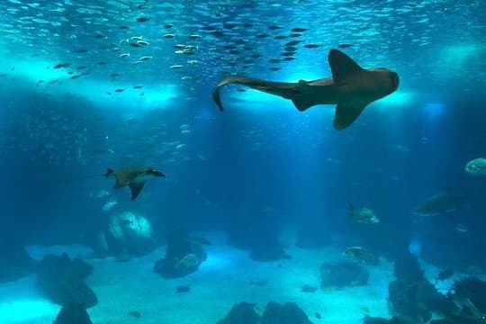 Lugar Oceanário de Lisboa