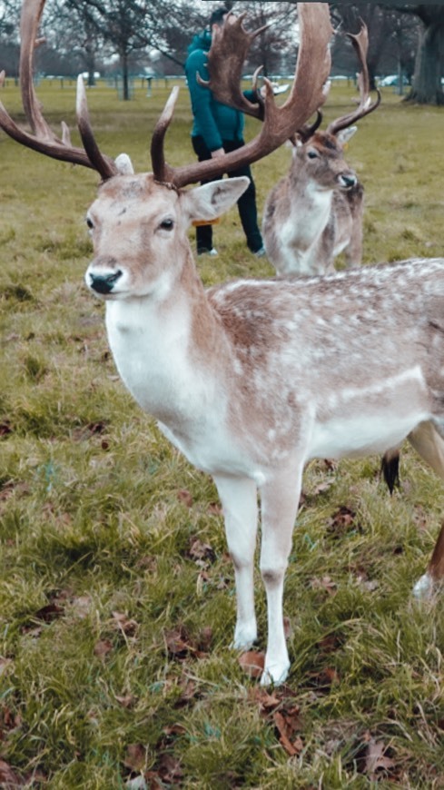 Lugar Phoenix Park