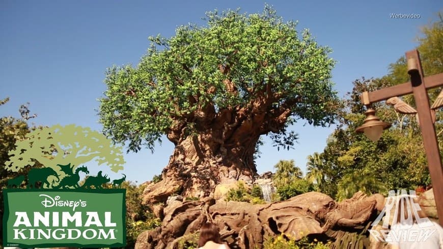 Place Animal Kingdom