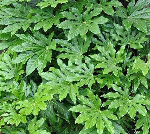 Producto Fatsia japónica Aralia japonesa aka 25 semillas