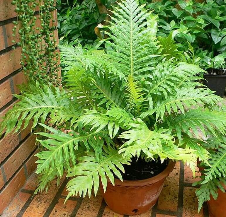 Producto Blechnum gibbun