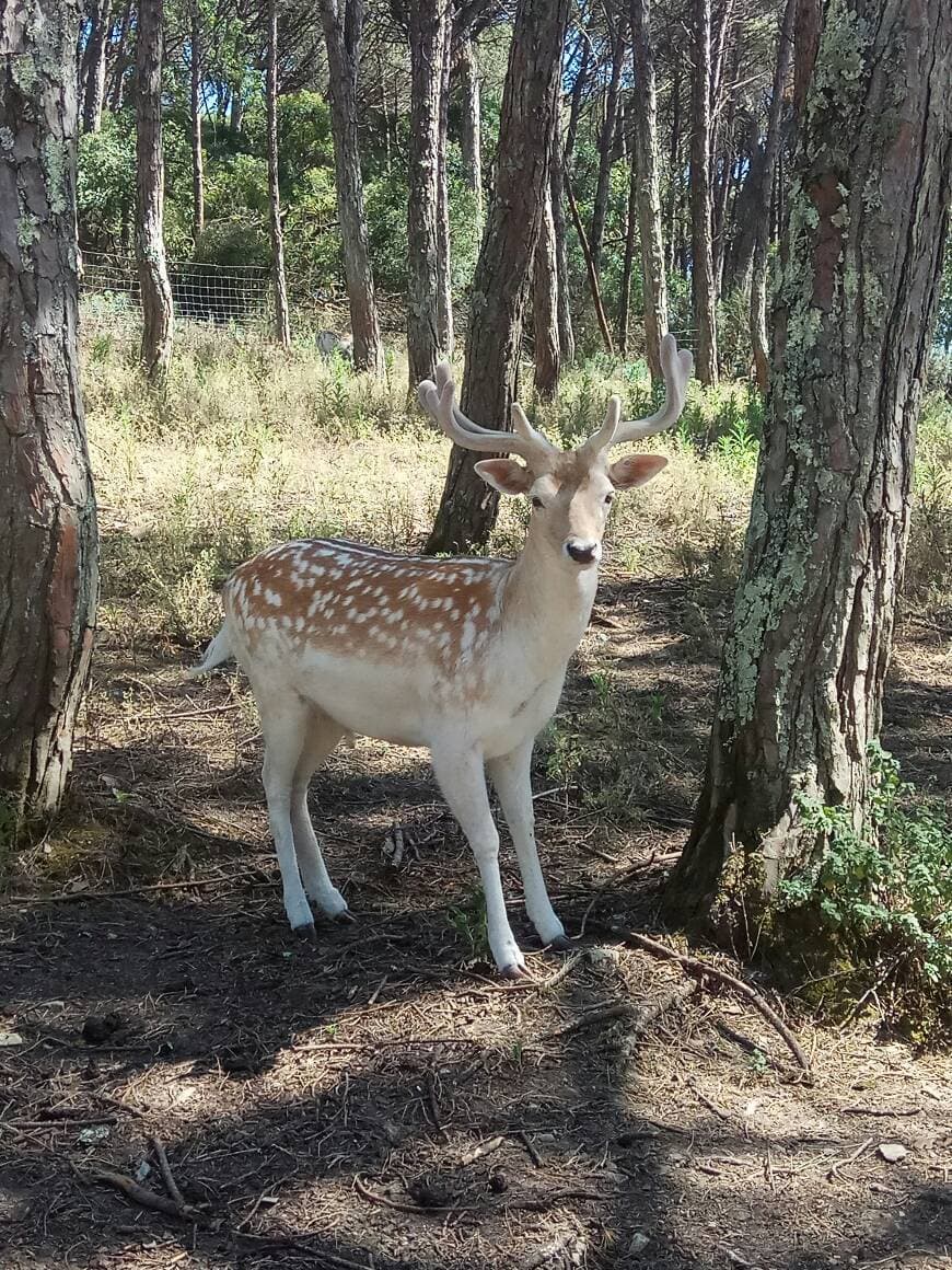 Place Europaradise | Parque Zoológico