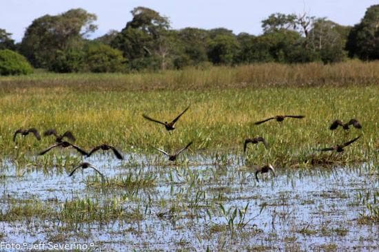 Lugar Pantanal