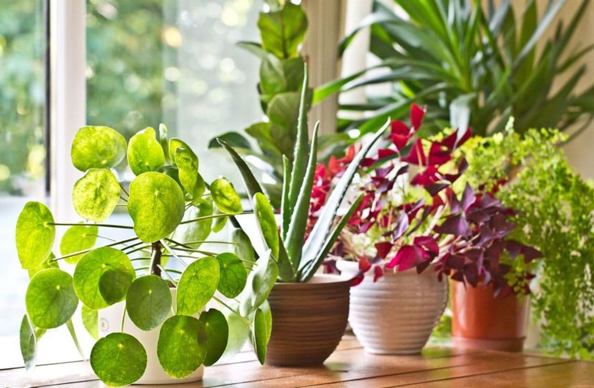 Fashion 30 Easy Houseplants - Easy To Care For Indoor Plants