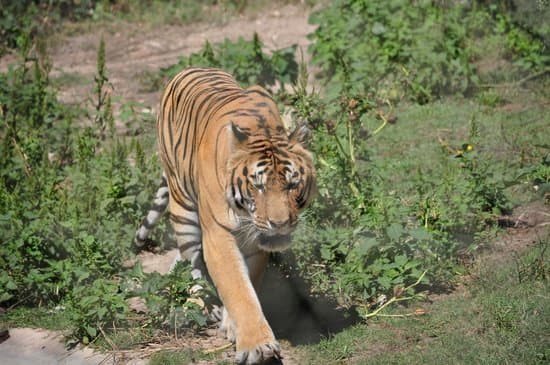 Place Badoca Safari Park