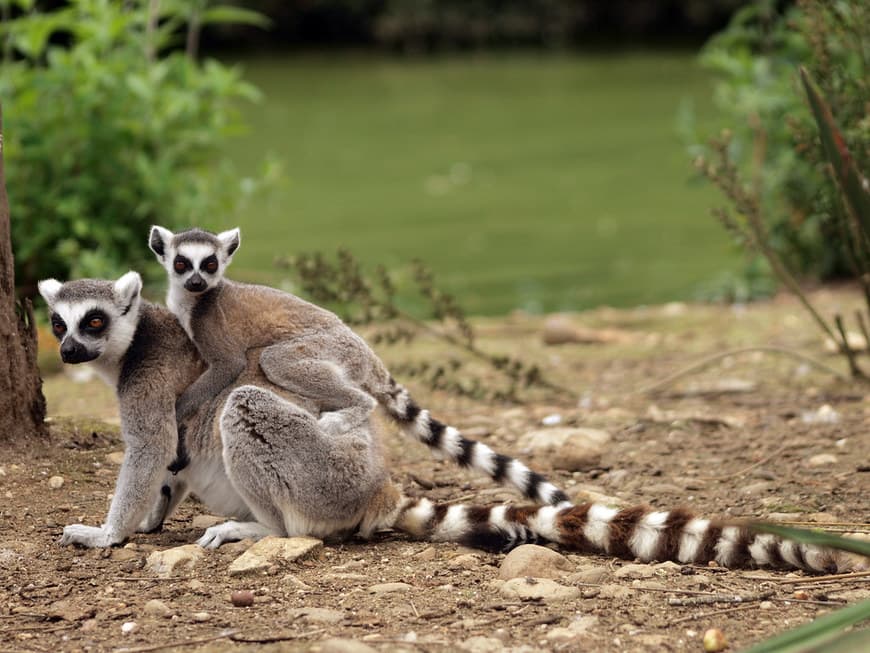 Place ZOO Santo Inácio