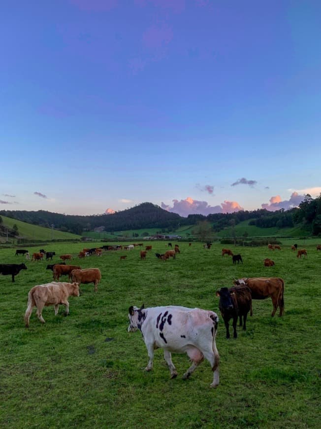 Place Furnas