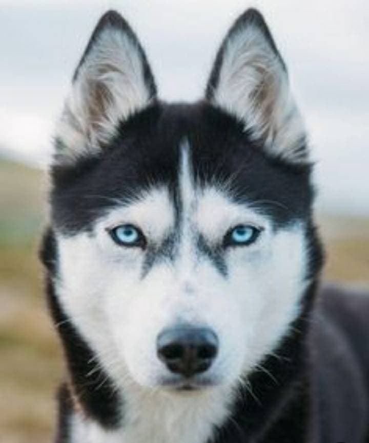 Fashion Siberian Husky😍