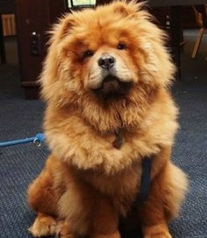 Fashion Chow-chow🤤