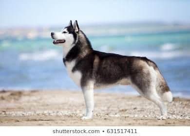 Fashion Husky siberiano