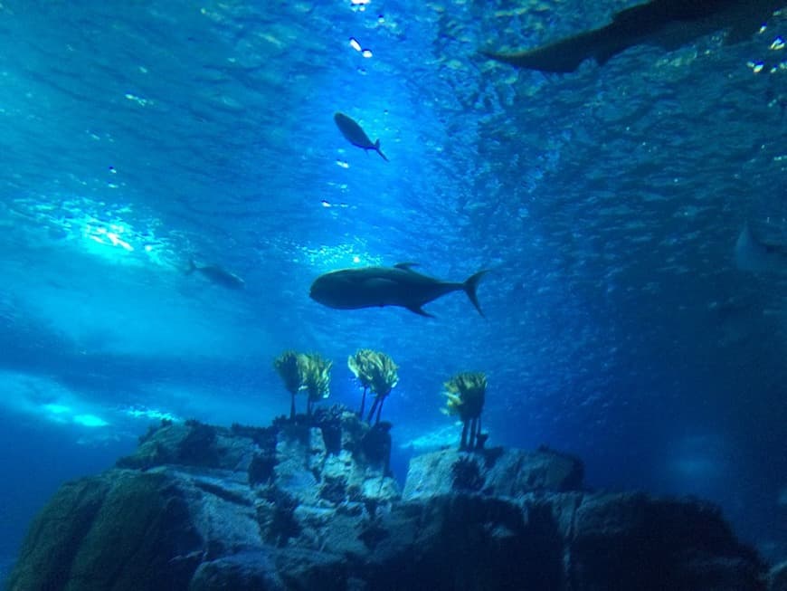 Lugar Oceanario de Lisboa