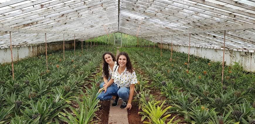 Lugar Plantação de Ananás dos Açores