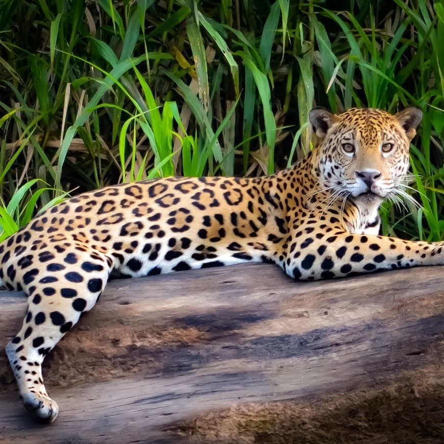 Fashion Jaguar