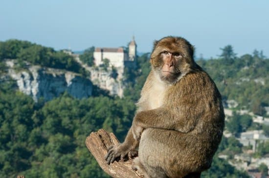 Lugar Monkey Forest