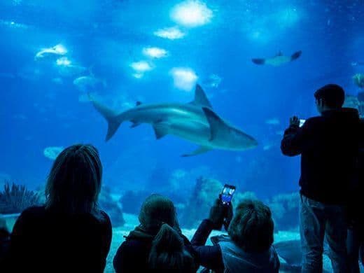 Place Oceanario de Lisboa