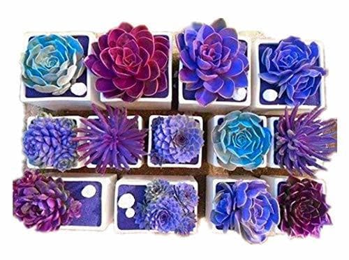 Producto KINGDUO 200Pcs Echeverione Suculentas Semillas Mixtas Color Jardín Macetas Bonsai De Deco