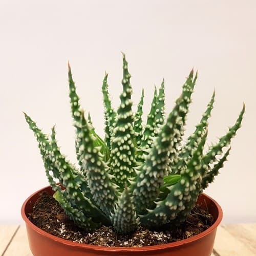 Moda Aloe Humilis