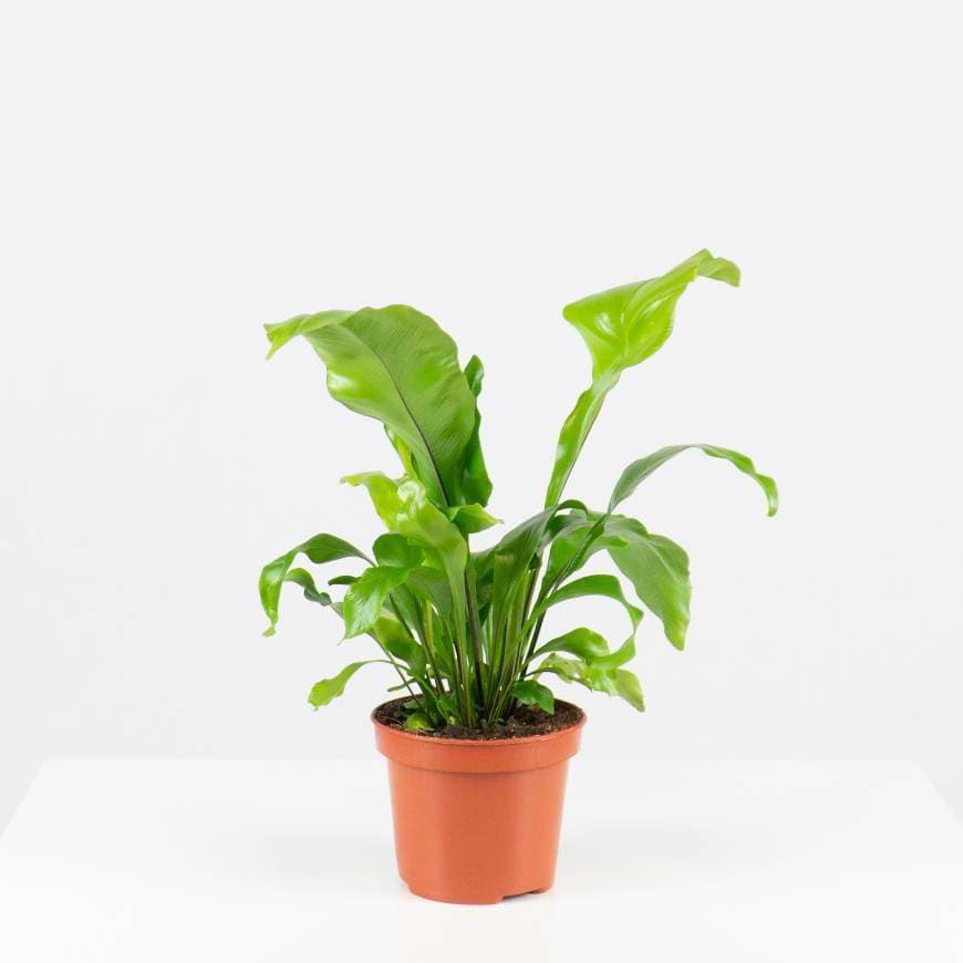 Producto Asplenium Nidus