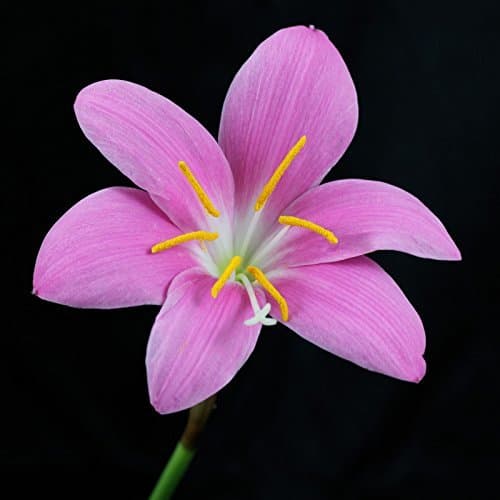 Lugar 20 Bulbos de Zephyranthes carinata