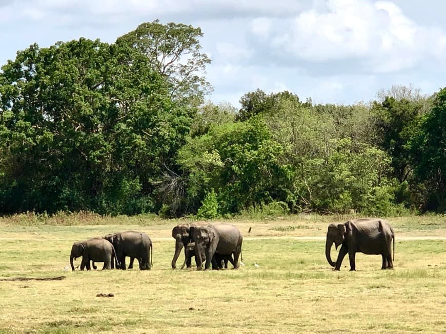 Lugar Kaudulla National Park