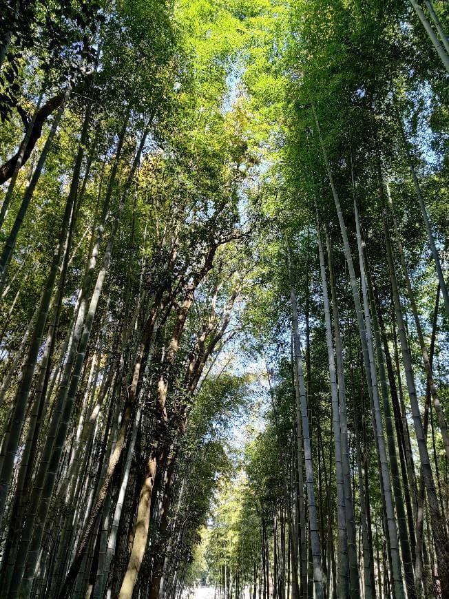 Lugar Arashiyama Bamboo Forest