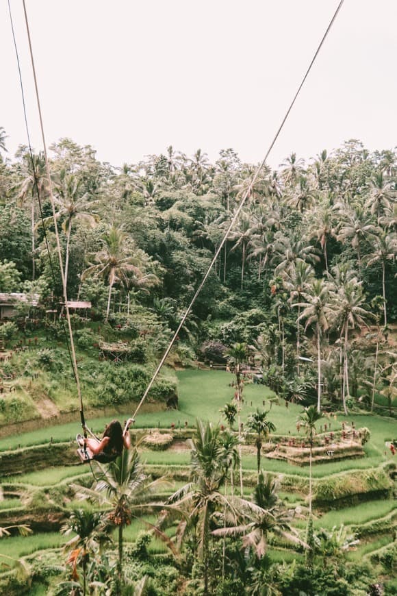 Place Ubud Rice Fields