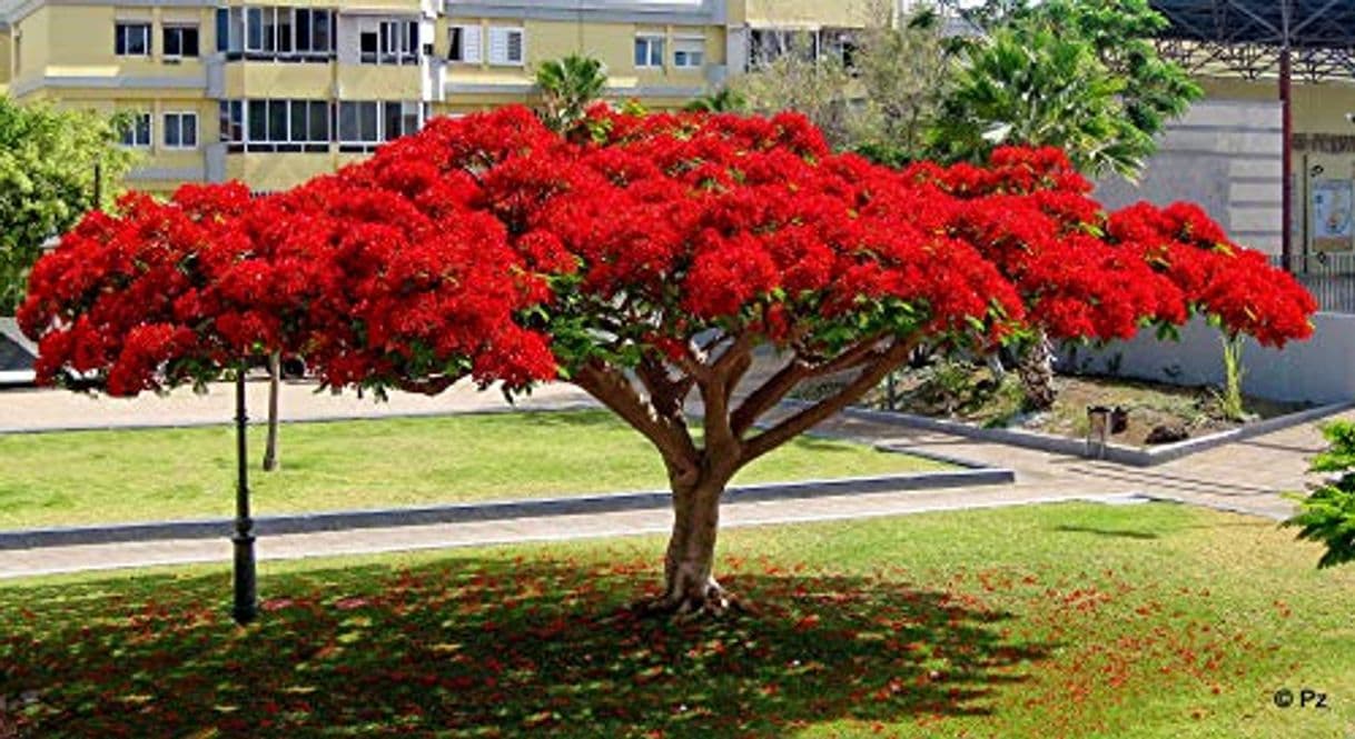 Producto delonix regia árbol del fuego semillas 10