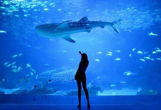 Place Oceanário de Lisboa 