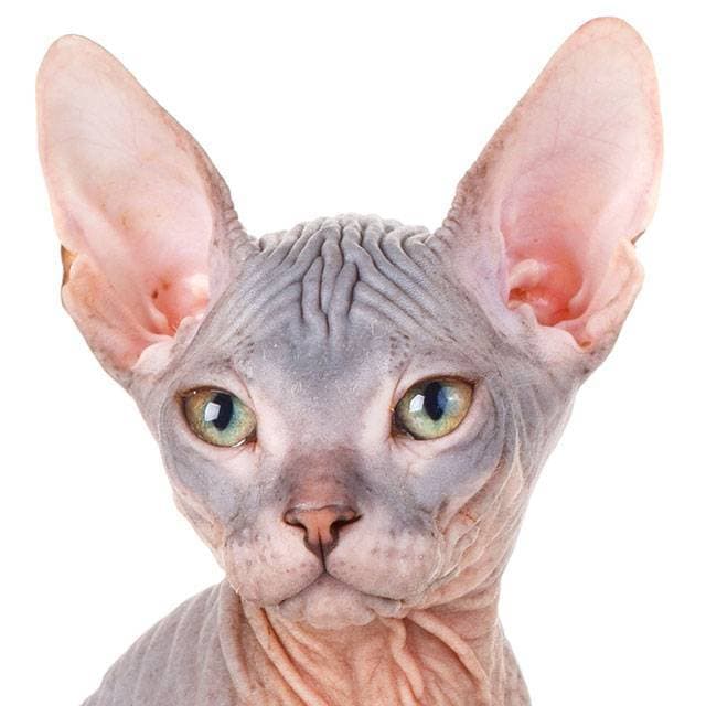 Moda Sphynx