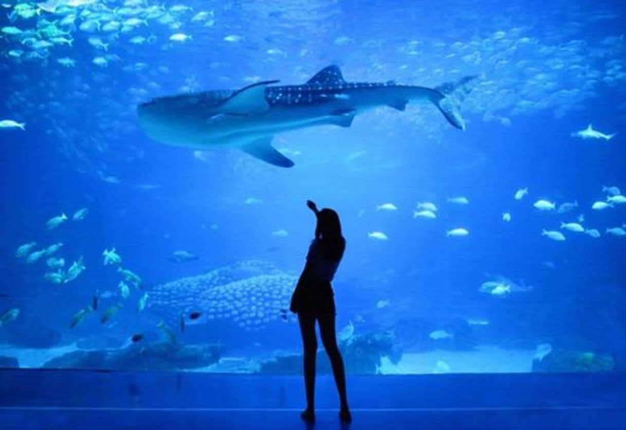 Lugar Oceanario de Lisboa