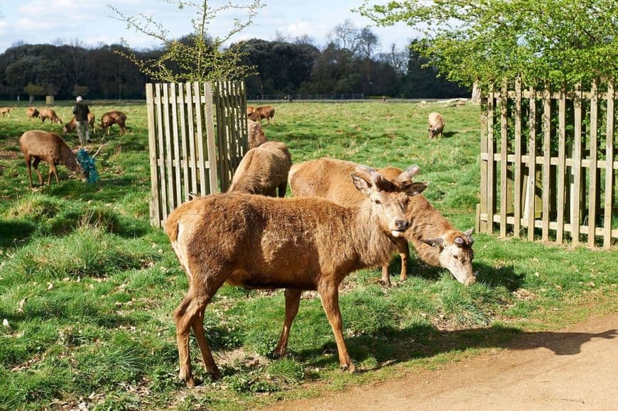 Place Bushy Park