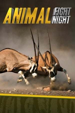 Serie Animal Fight Night